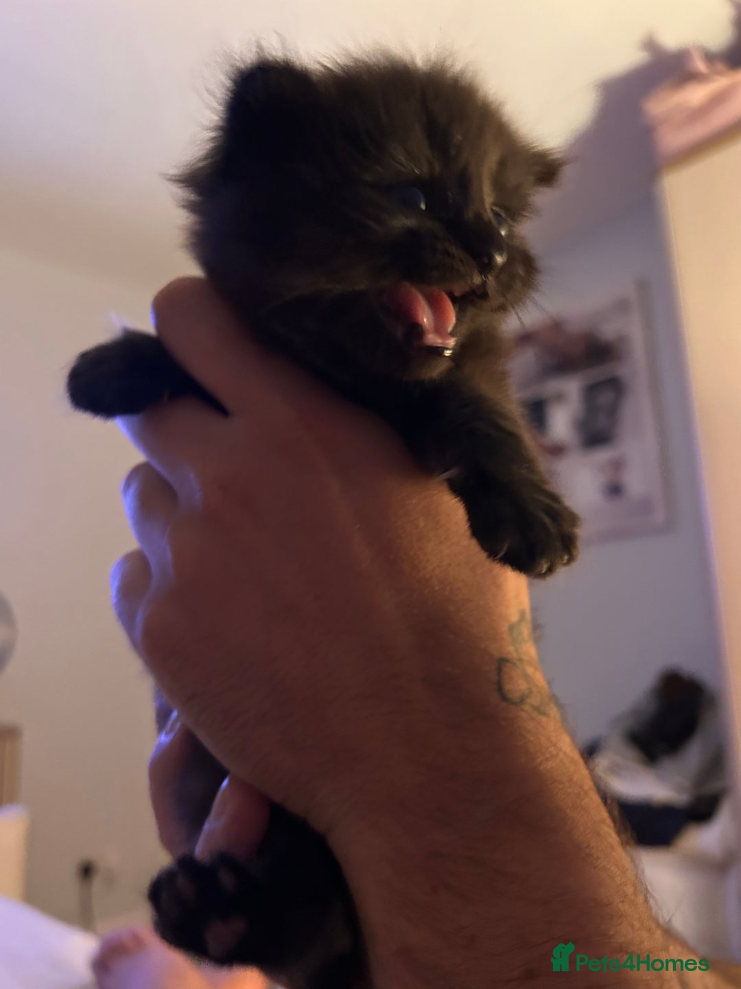 Ragdoll cats for sale: Gorgeous fluffy Ragdoll x kitten  - Image 5