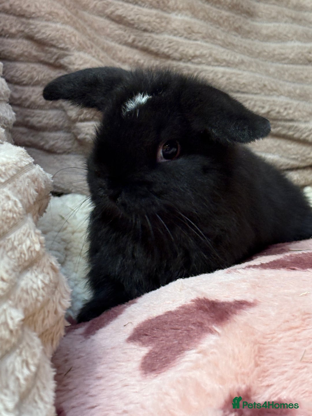 Mini Lop rabbits for sale: Stunning mini lops (vaccinated)  - Advert 3