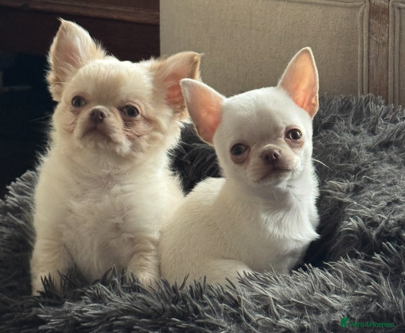Chihuahua dogs Chihuahua long-coat puppy KC reg 🤍 - Advert 5