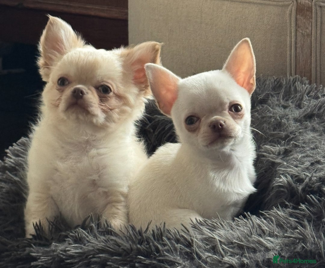 Chihuahua dogs for sale: Chihuahua long-coat puppy KC reg 🤍 - Advert 1