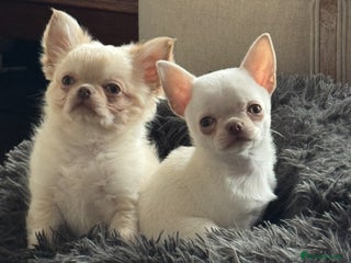 Chihuahua dogs Chihuahua long-coat puppy KC reg 🤍 - Advert 2