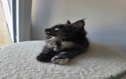 Maine Coon cats for sale: 2 TICA-Registered Maine Coon Kittens Available - Image 16