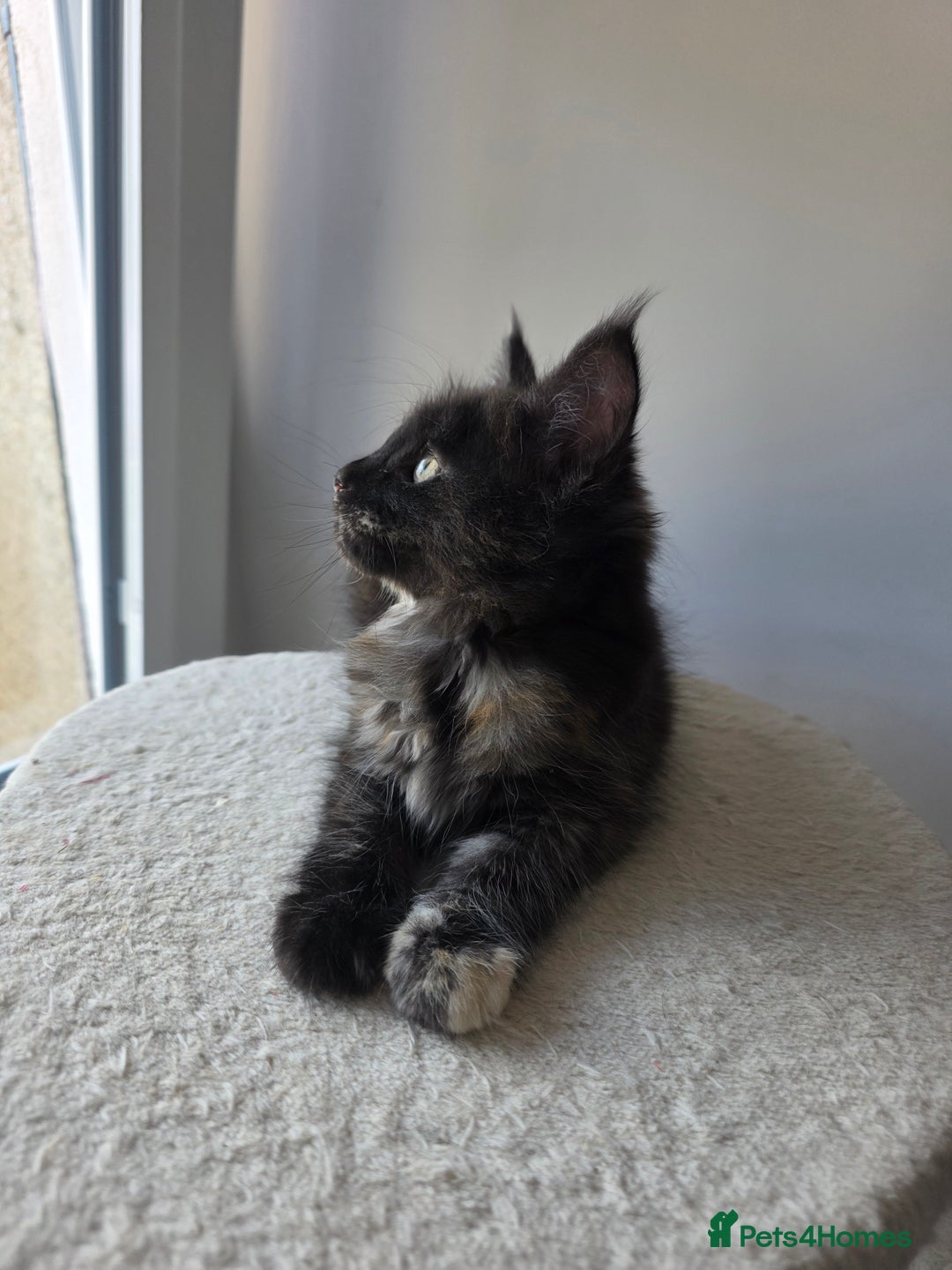 Maine Coon cats for sale: 2 TICA-Registered Maine Coon Kittens Available - Image 16