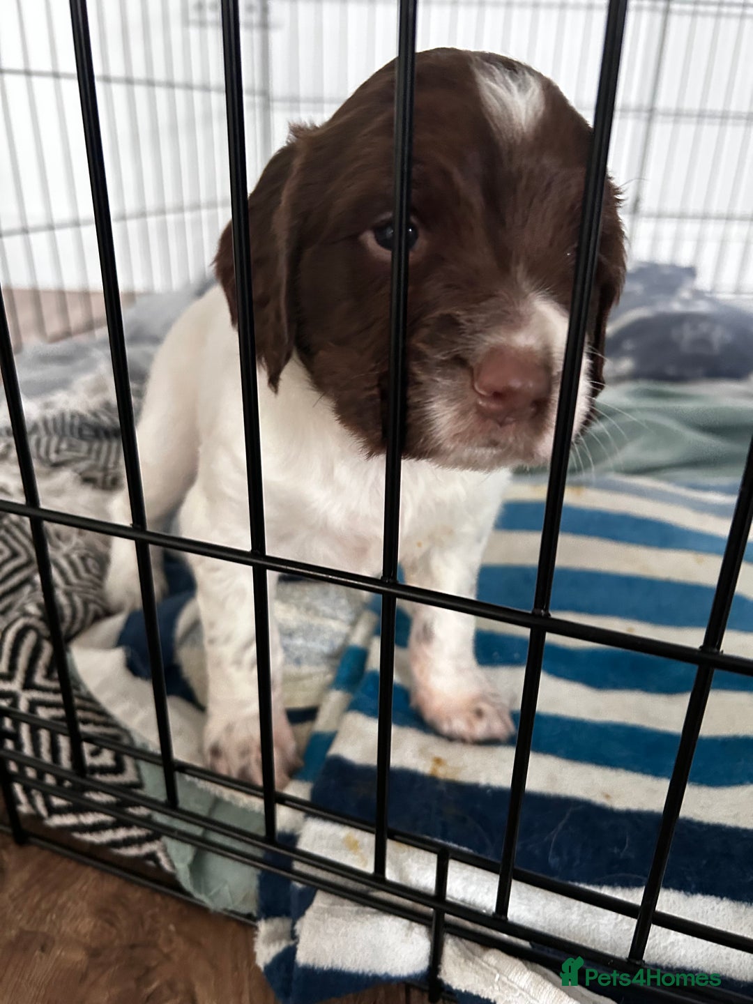 Sprocker dogs for sale: 2 male sprocker spaniels  - Advert 7