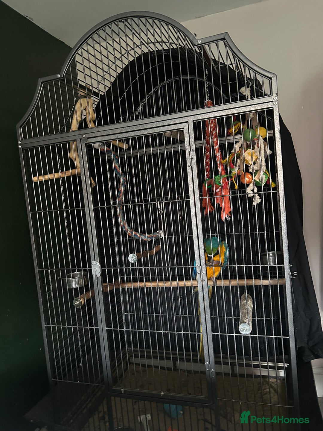 Macaws birds for sale: Macaw - Advert 2