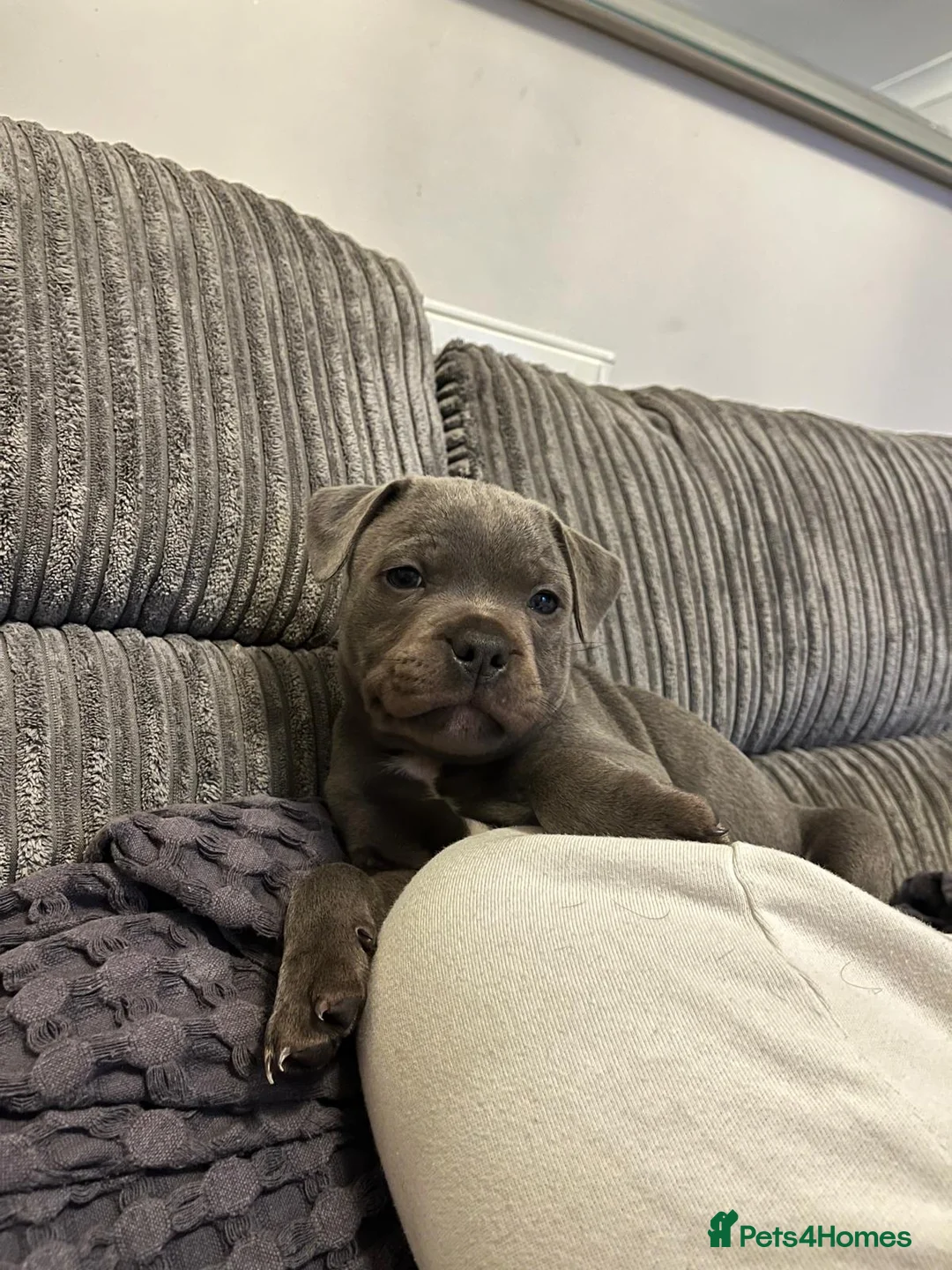 Staffordshire Bull Terrier dogs for sale: KC Champion Blue Staffordshire bull terrier - Advert 11
