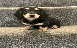 Miniature Dachshund dogs for sale: READY NOW Cream Longhair miniature dachshunds  - Image 9