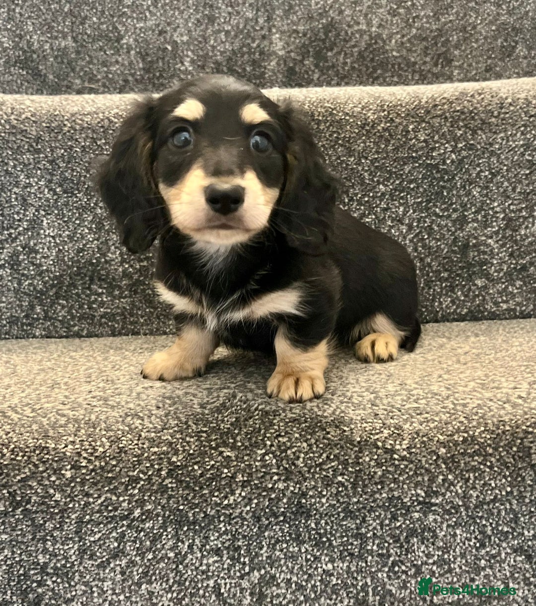 Miniature Dachshund dogs for sale: READY NOW Cream Longhair miniature dachshunds  - Image 9