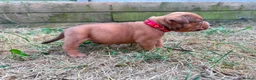 American Bully dogs for sale: OPEN TO OFFERS! ABKC ready now! - Advert 5