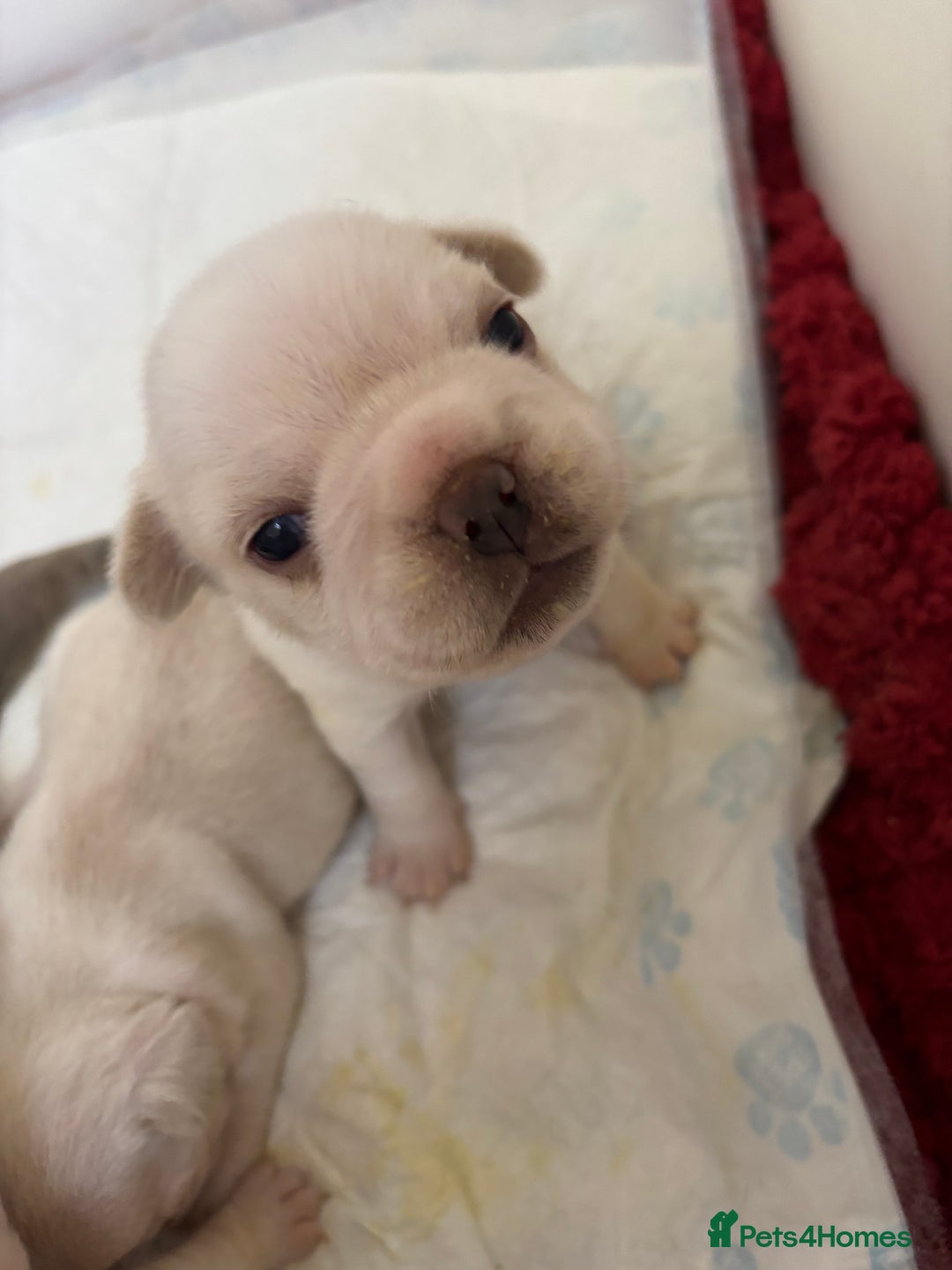French Bulldog dogs for sale: Kc registered French bulldogs  - Image 10