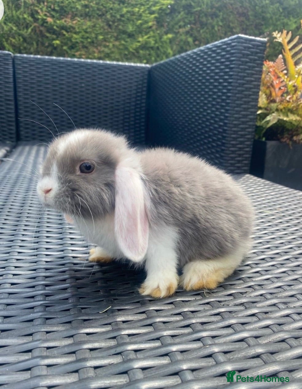 Mini Lop rabbits gorgeous mini lops  £65 - Advert 1