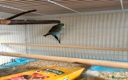 Budgerigars birds for sale: Male baby Budgies with cage - Image 3