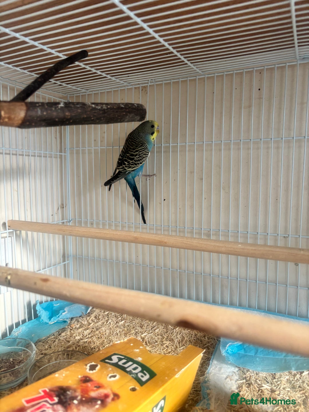 Budgerigars birds for sale: Male baby Budgies with cage - Image 3