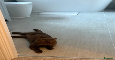 British Shorthair cats - Advert 8