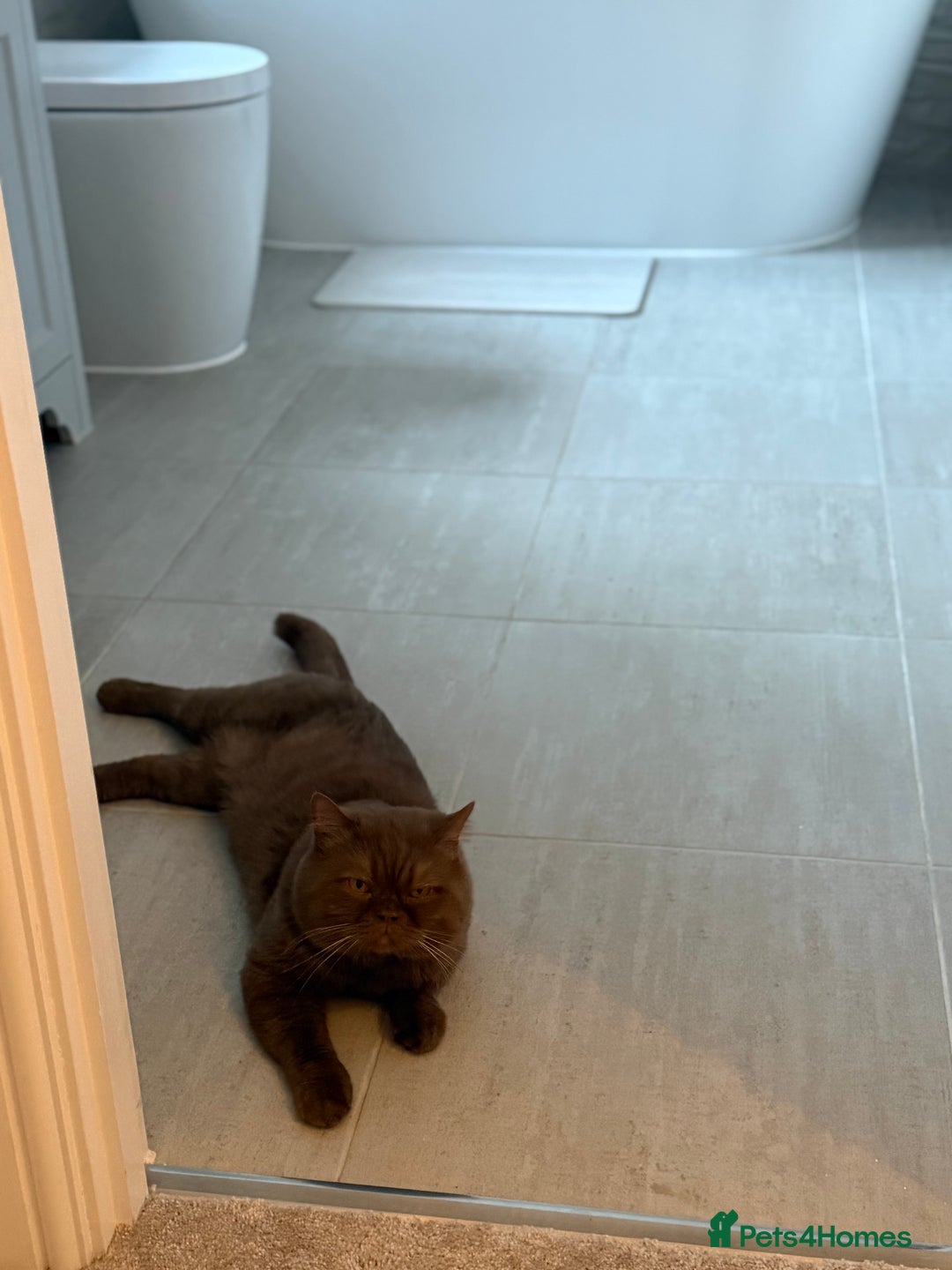 British Shorthair cats for sale: Cinnaon bsh male stud for sale  - Image 2
