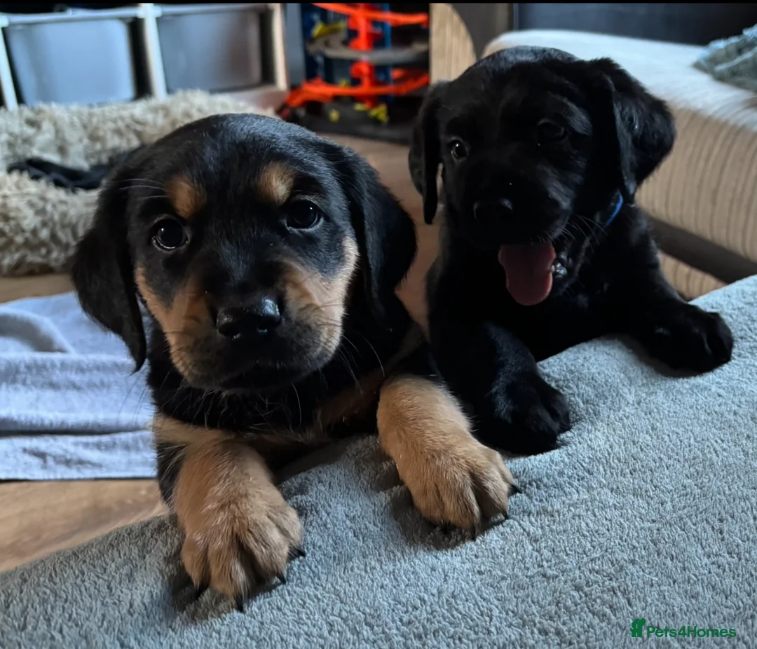 Goldador dogs for sale: Stunning Black Lab/Golden Retriever Puppies - Advert 30