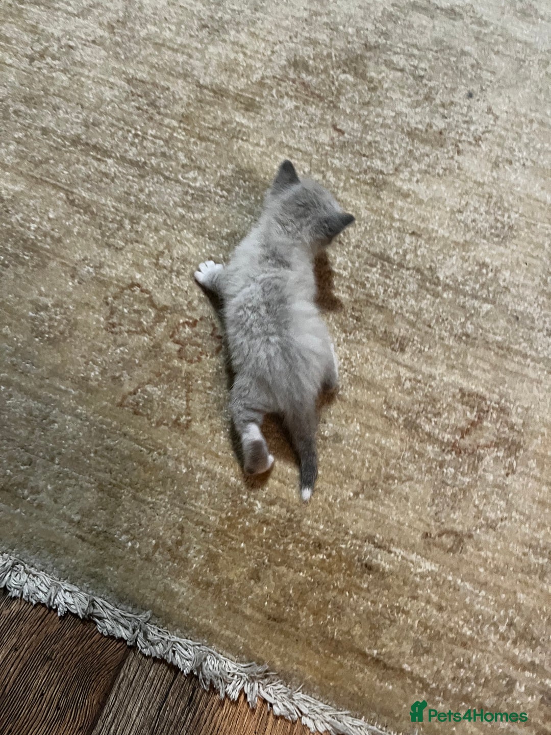 Mixed Breed cats for sale: Kittens for sale - Image 8