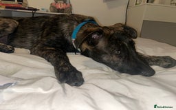 Belgian Shepherd Dog dogs for sale: Rehoming our pup Milo  - Image 2