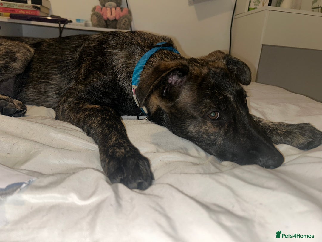 Belgian Shepherd Dog dogs for sale: Rehoming our pup Milo  - Image 2