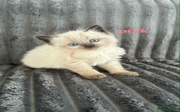Ragdoll cats for sale: 5 Adorable Ragdoll Kittens🐾 - Image 28