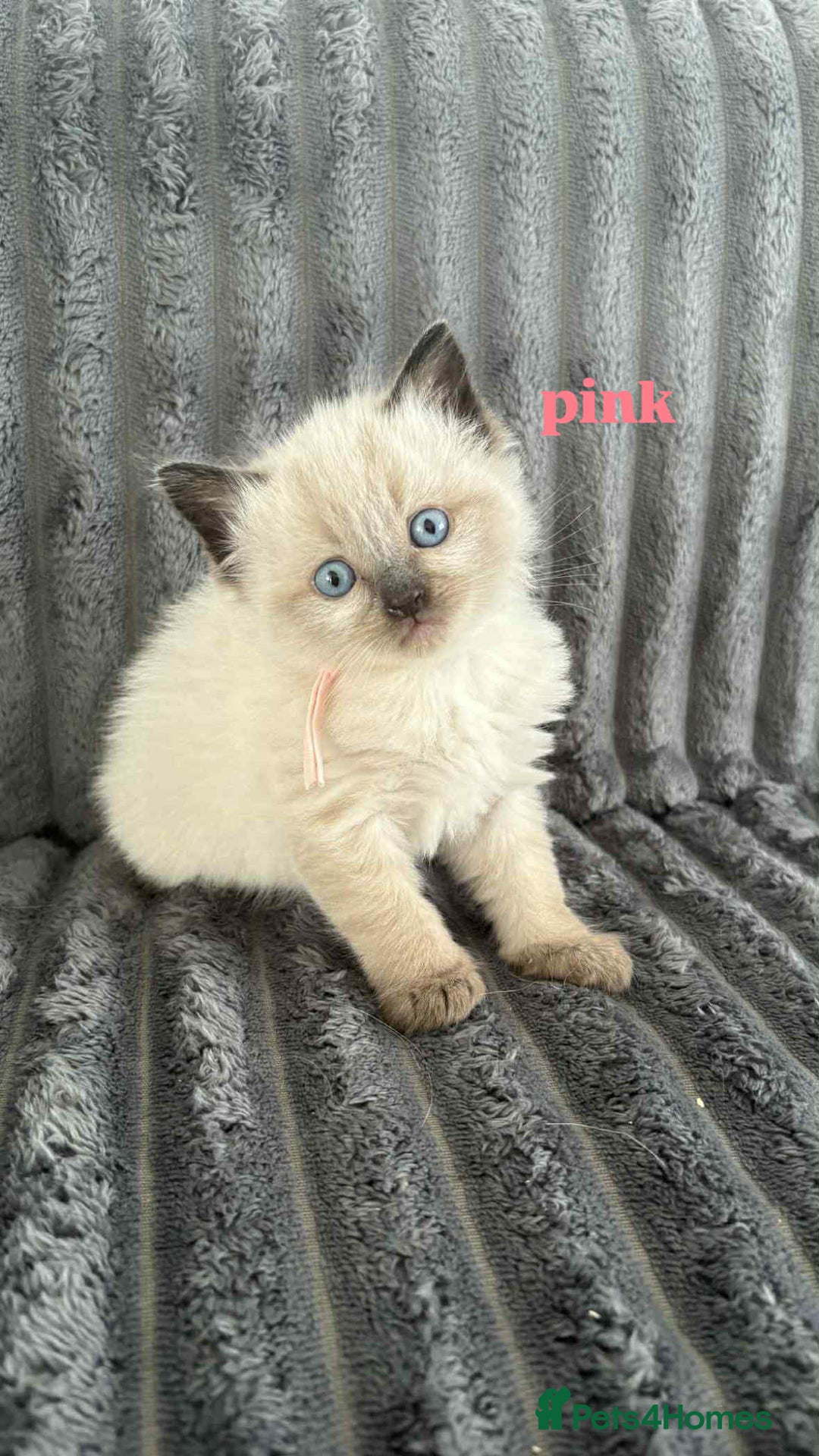 Ragdoll cats for sale: 5 Adorable Ragdoll Kittens🐾 - Image 28