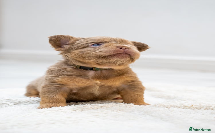 French Bulldog dogs - Advert 2