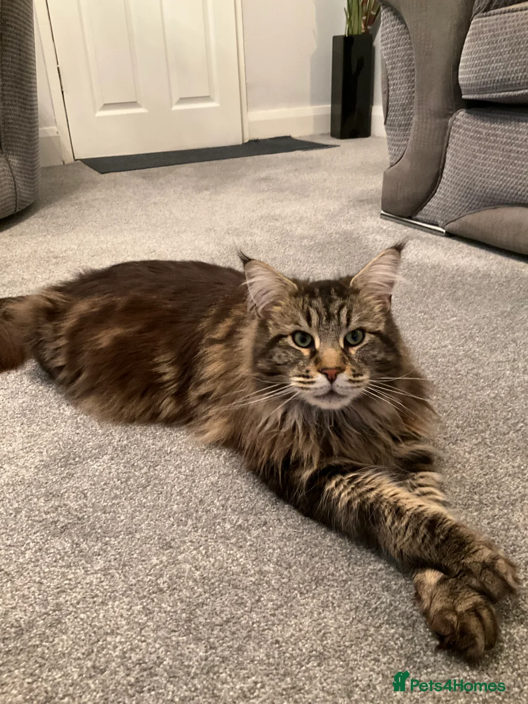 Maine Coon cats for stud: Pure bread, large Maine coon - Advert 4