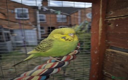 Budgerigars birds for sale:  Young Budgies  - Image 1