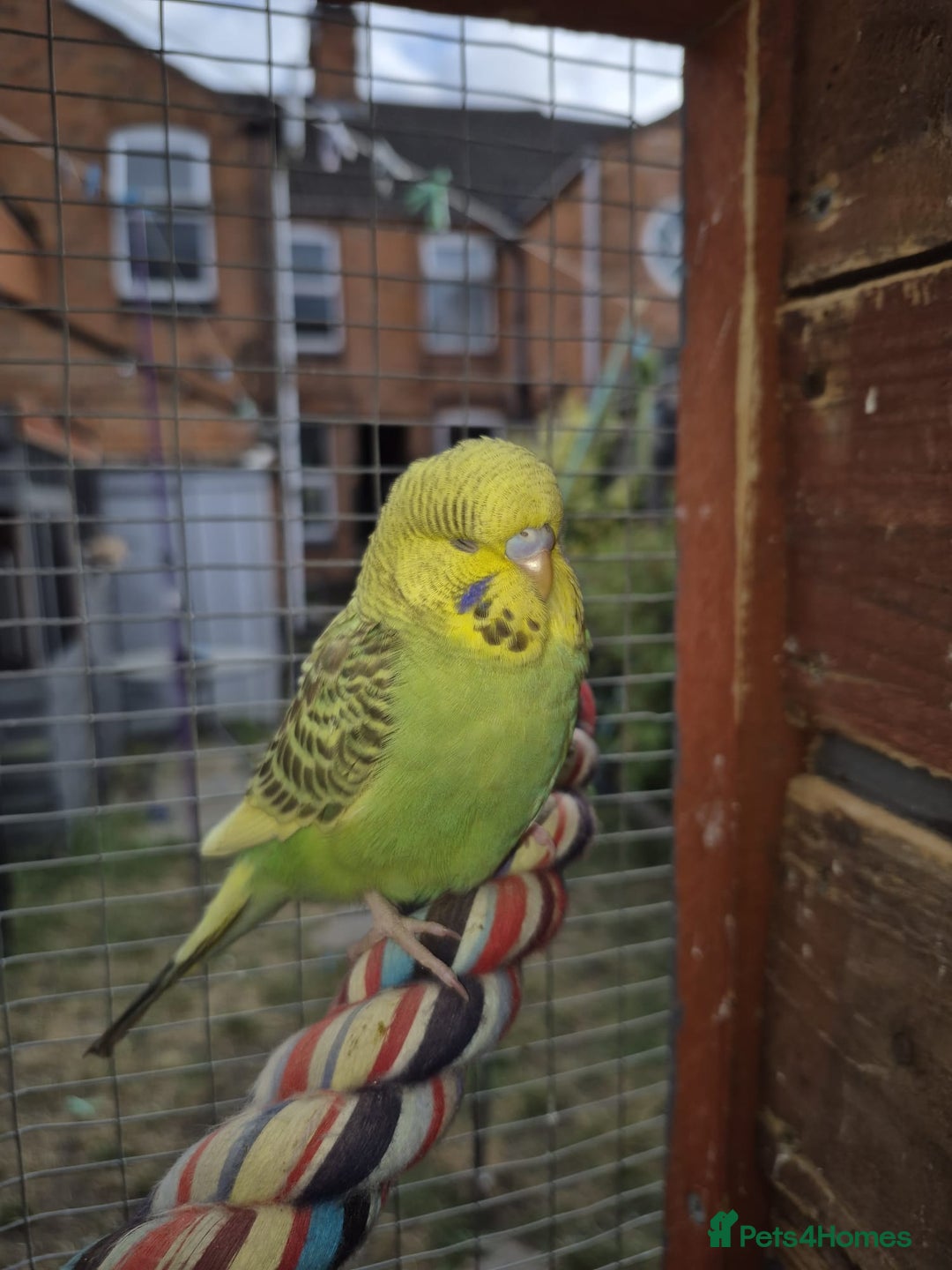 Budgerigars birds for sale:  Young Budgies  - Image 1