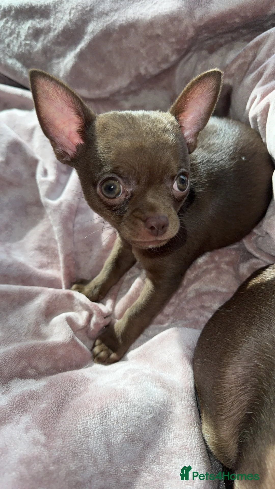 Chihuahua dogs for sale: 4 beautiful chihuahuas puppies for sale - Advert 2