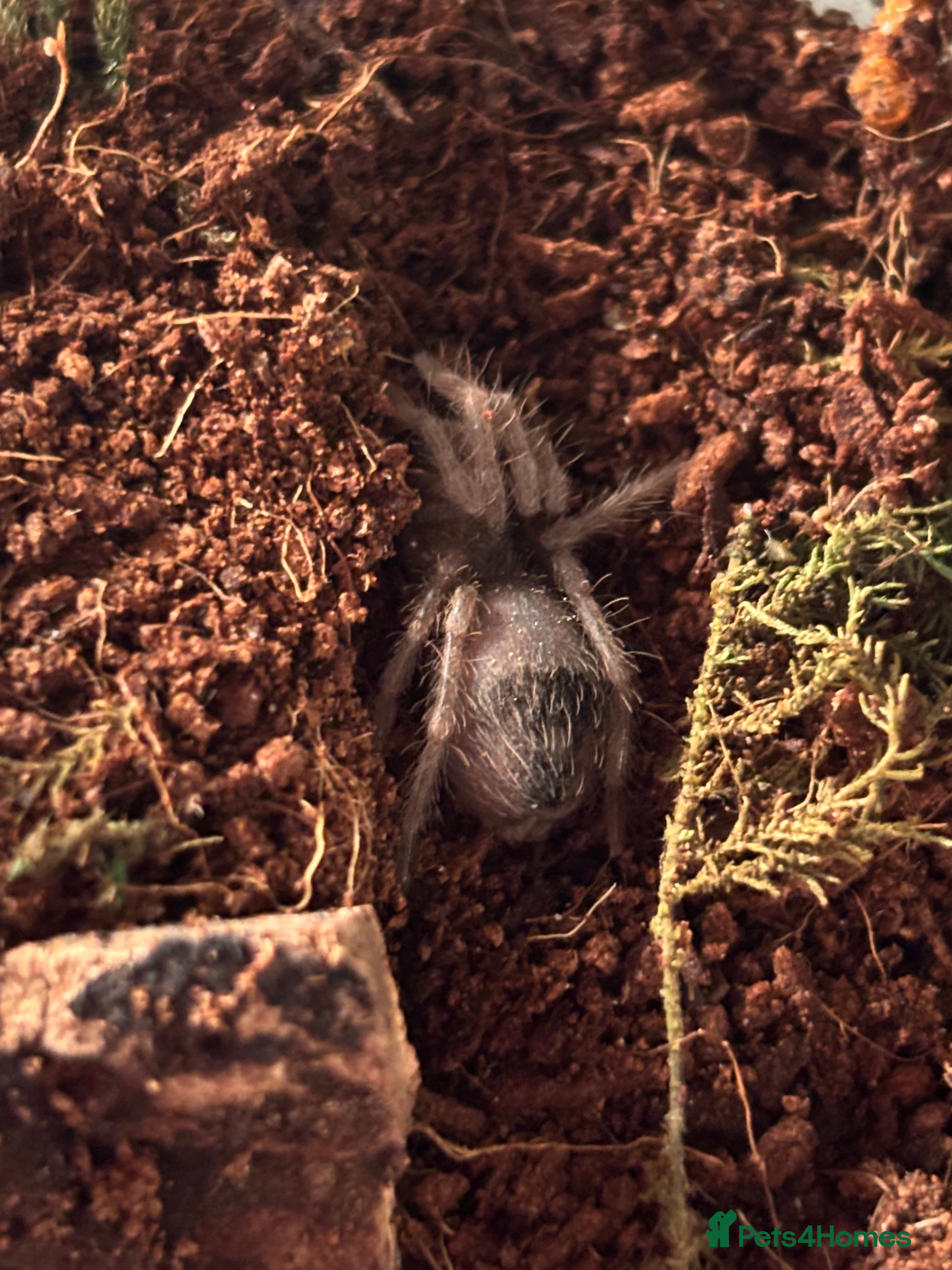 Spiders invertebrates bird eater sling - Advert 10