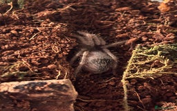 Spiders invertebrates for sale: Goliath bird eater  - Advert 1