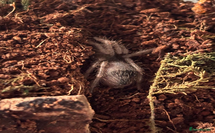 Spiders invertebrates Goliath bird eater  - Advert 1