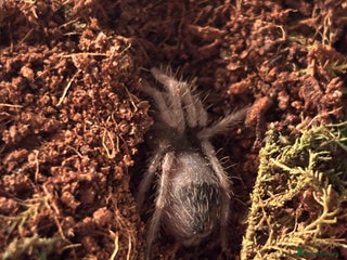 Spiders invertebrates Goliath bird eater - Advert 1