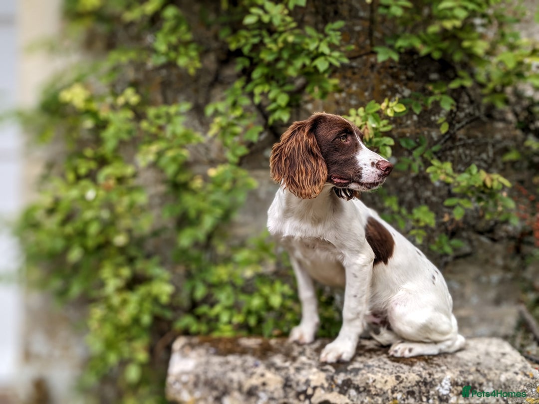 English Springer Spaniel dogs for sale: Obedient and Kind Natured Springer Spaniel - Image 2