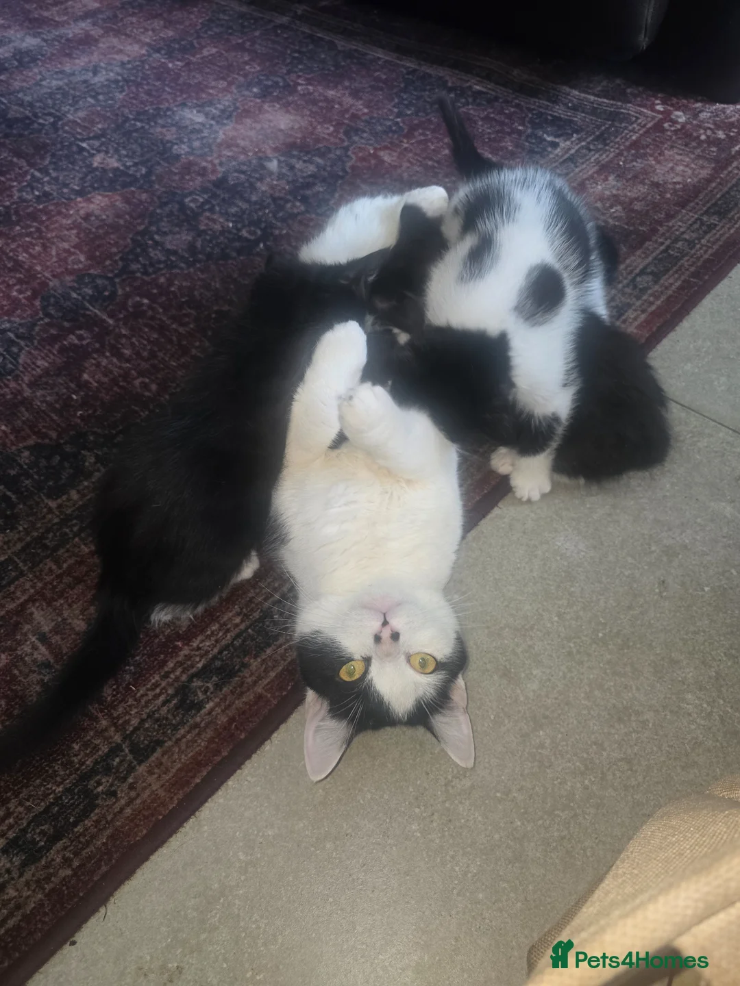 Mixed Breed cats for sale: Black and white kittens  - Advert 4