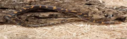 Boa Snake reptiles for sale: Beautiful, Juvenile, Captive-Bred Kenyan Sand Boas - Advert 18