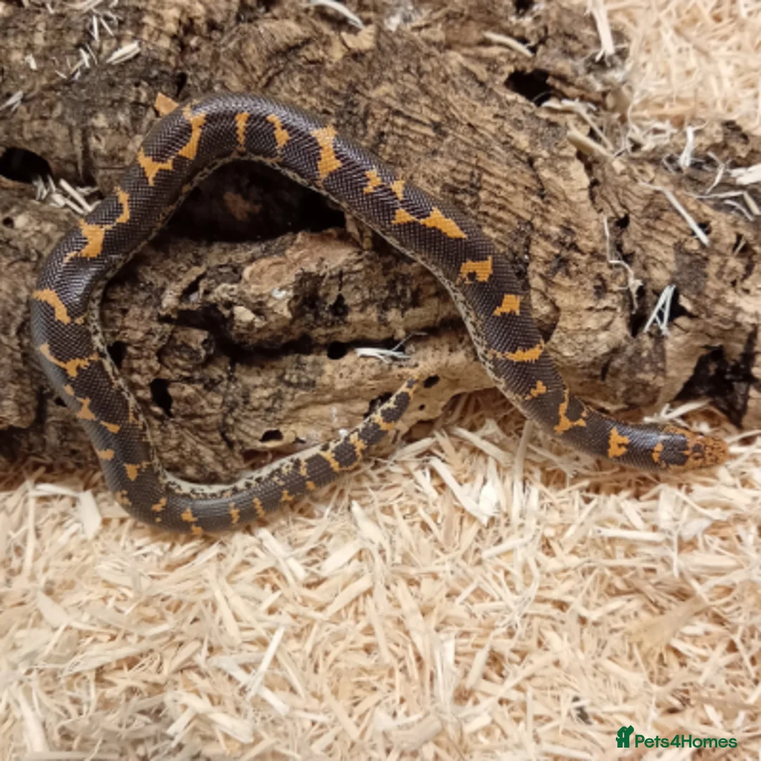 Boa Snake reptiles for sale: Beautiful, Juvenile, Captive-Bred Kenyan Sand Boas - Advert 18