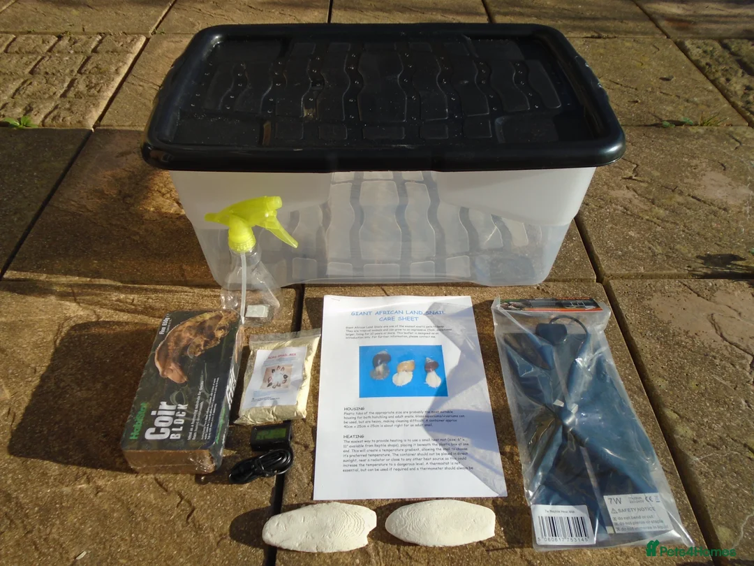 Snails invertebrates for sale: GIANT AFRICAN LAND SNAIL ADULT KIT - Advert 1