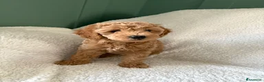 Cavapoo 3