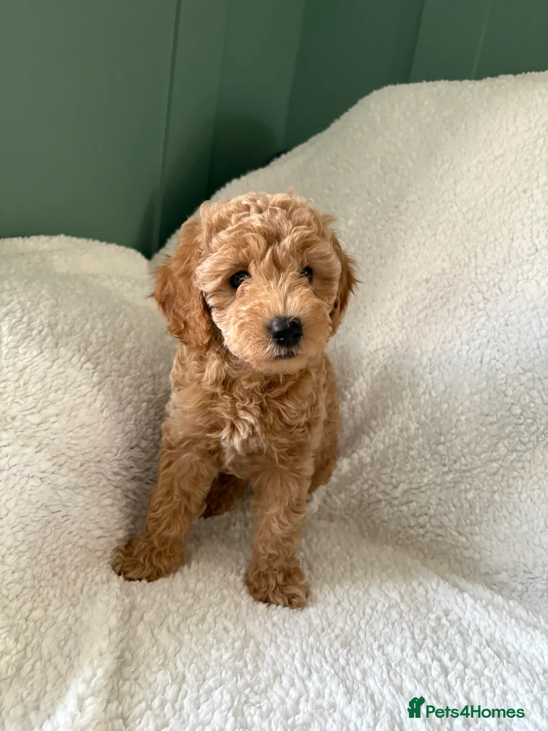 Cavapoo dogs for sale: F1b Cavapoo Puppies 1 Boy,2 Girls in Leeds - Advert 2