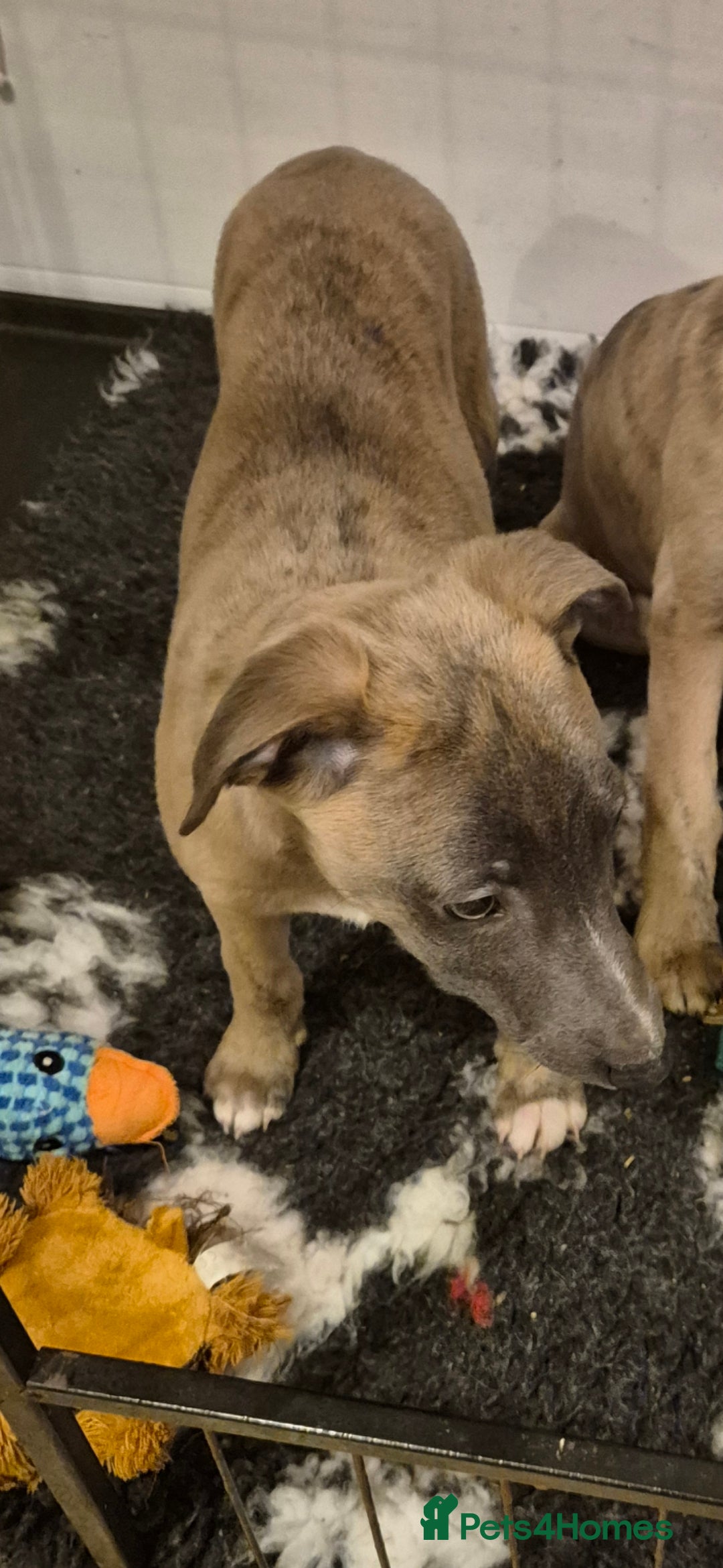 Whippet dogs for sale: Stunning whippet puppies  - Advert 12