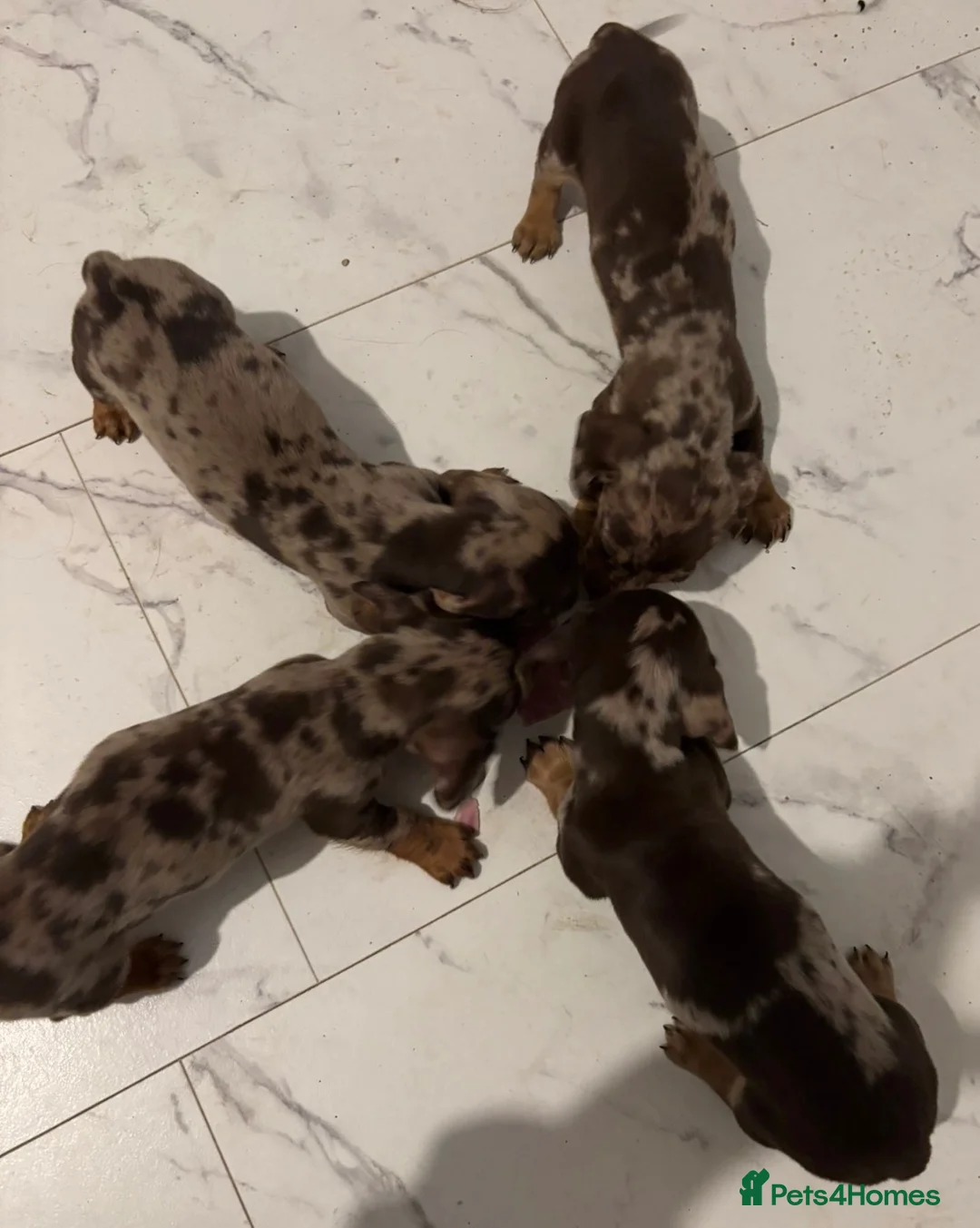 Miniature Dachshund dogs for sale: Kc registered miniature dachshunds  - Advert 2