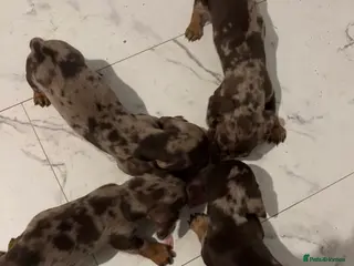 Miniature Dachshund dogs miniature dachshunds - Advert 17