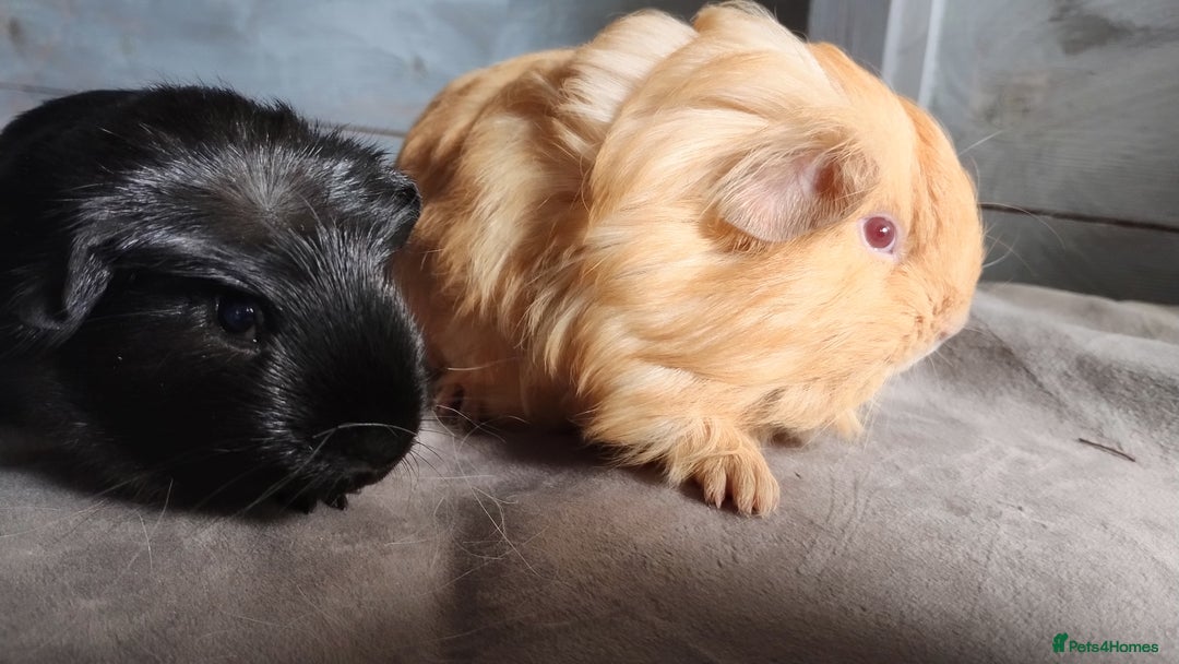 Guinea Pig rodents for sale: Pair of male guinea pigs so beautiful  - Image 6