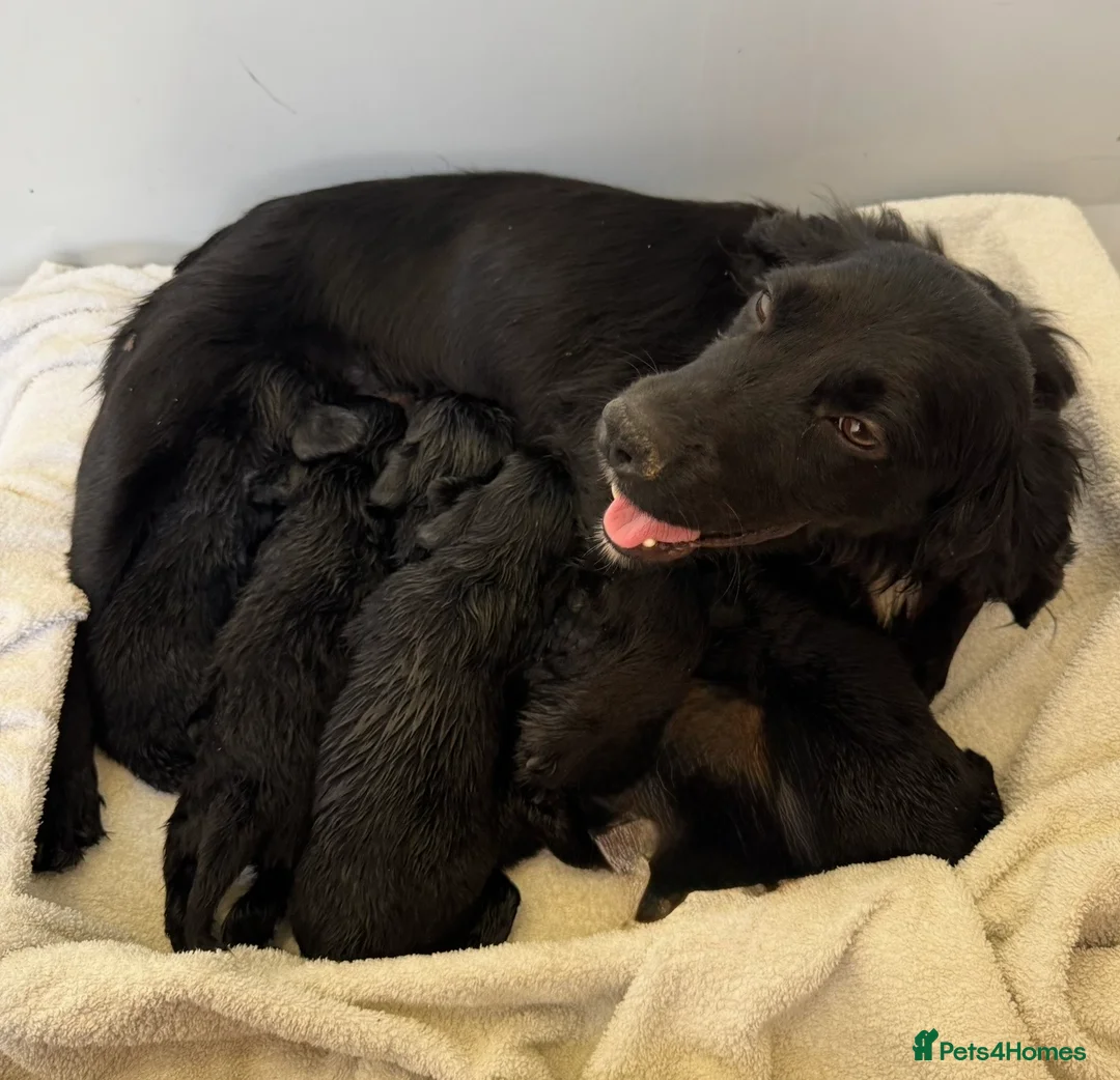 Cockapoo dogs for sale: Beautiful cockapoo puppies for sale - Advert 2