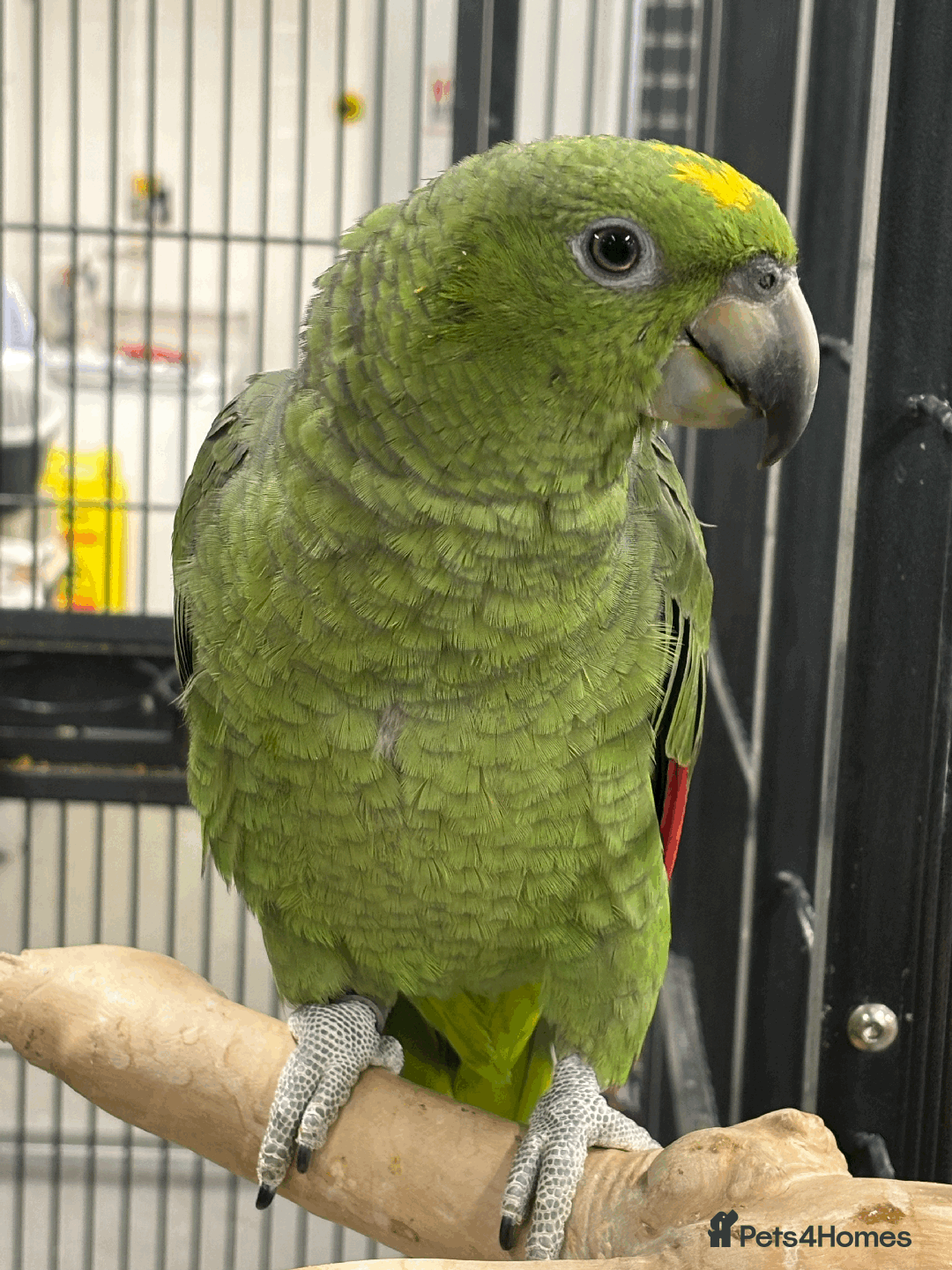 Parrots birds for sale: Stunning handreared Double yellow headed amazons   - Advert 2