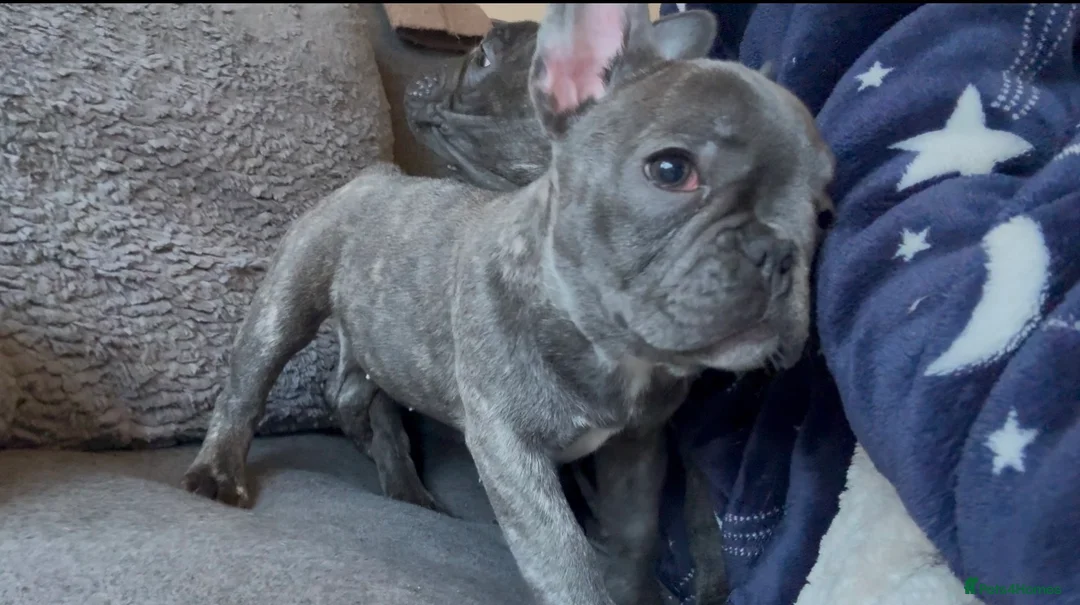 French Bulldog dogs for sale: ✨Stunning Pedigree French Bulldog Puppies✨ - Advert 38