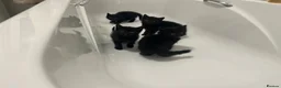 Bombay cats for sale: Adorable Bombay kittens  - Advert 3
