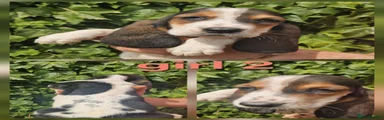 Basset Hound 7